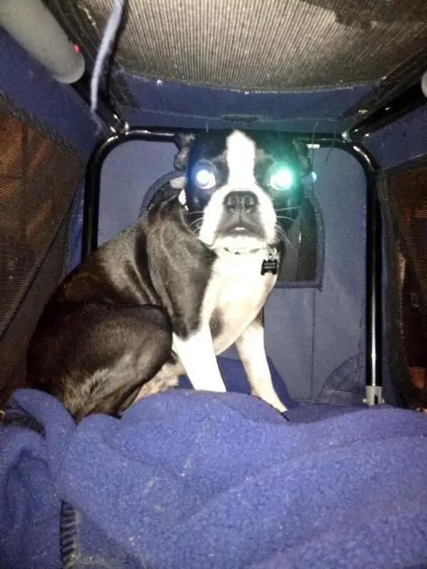 Собака. Восприятие звука животными примеры. Испуганная собака. Собака с языком. Грустный щенок.