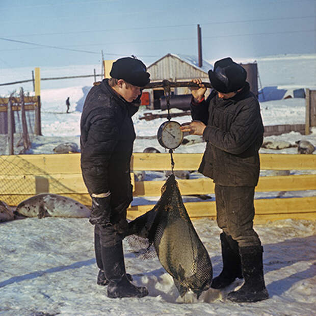 Взвешивание пойманной молодой нерпы на побережье Белого моря, 1983 год