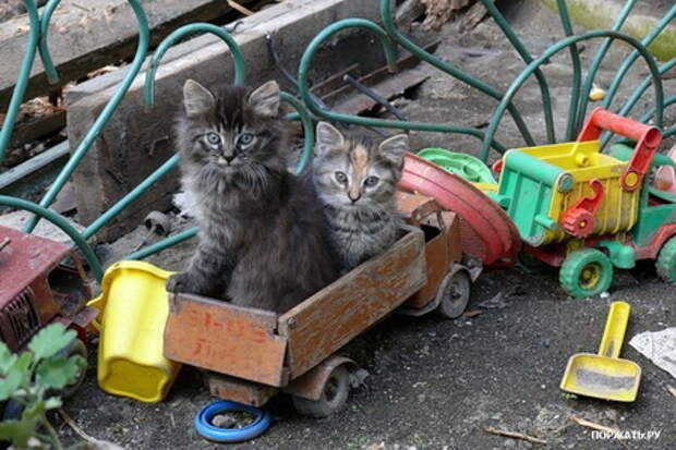 Фотоприколы с вконтакте.