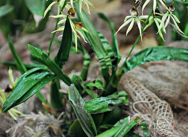 болезни и вредители орхидей, Деформация листьев орхидеи