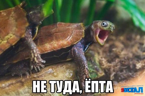 Смешные картинки с надписями прикол, юмор
