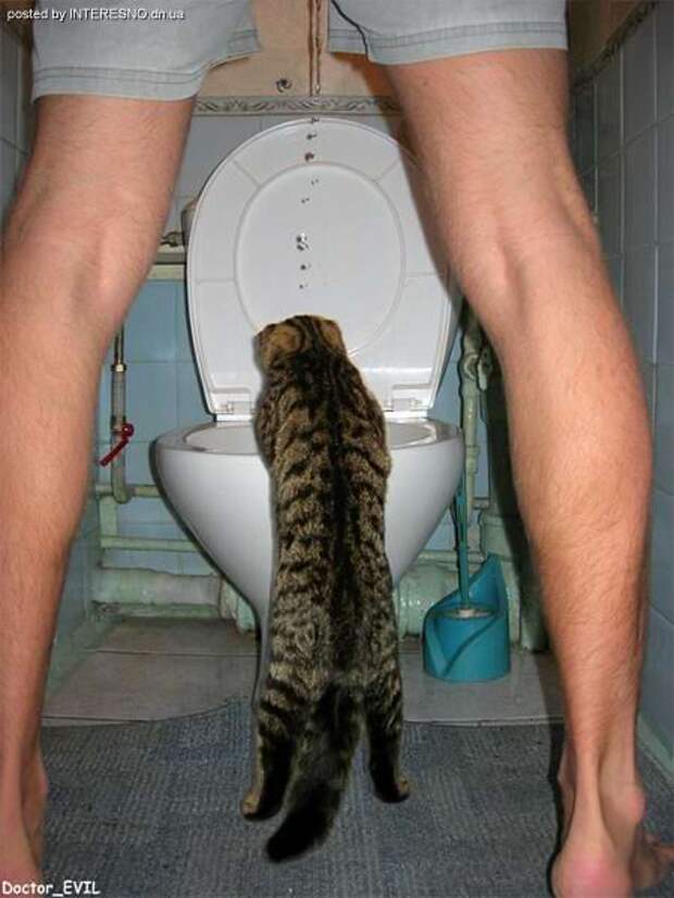Зашли пописать в туалет. Кот накакал. Котенок какает. Кот навалил.