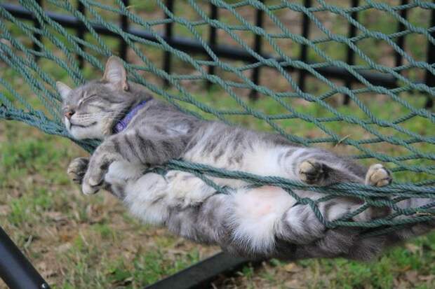 кошка на прогулке 