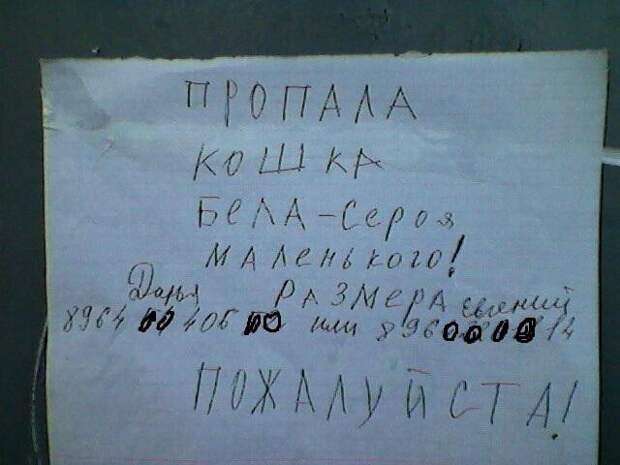 Остроумные объявления о пропаже животных, которые заставят улыбнуться животные, коты, прикол, юмор