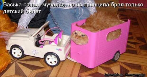 Котоматрица