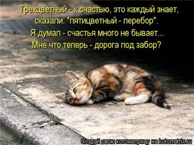 Котоматрицы (картинки с надписями)