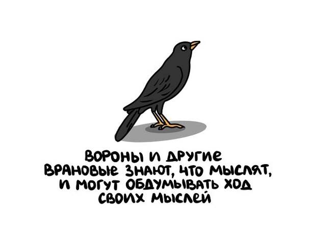 Интересные и короткие факты на все случаи жизни