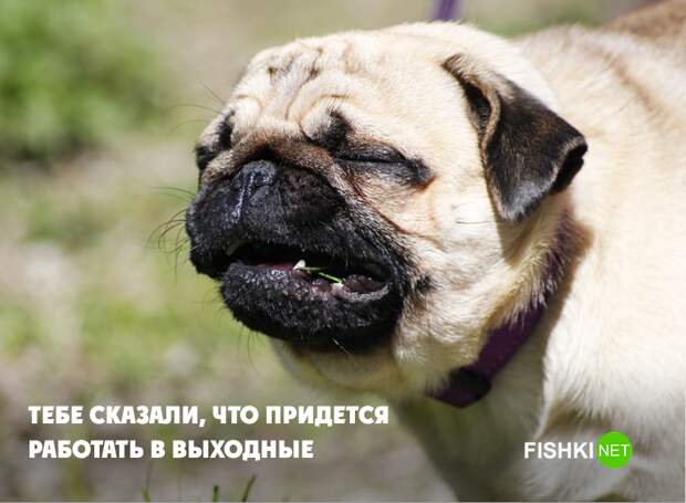 Если бы собаки работали в офисе животные, юмор