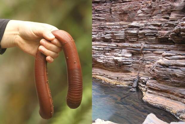 Австралийский гигантский дождевой червь австралия, животные