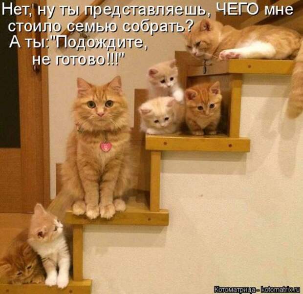Новая котоматрица (28 фото)