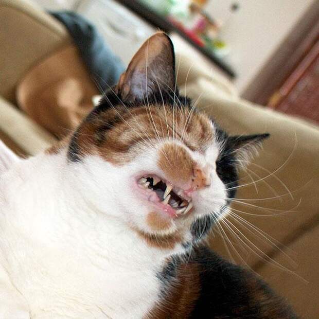 кошка чихает 11