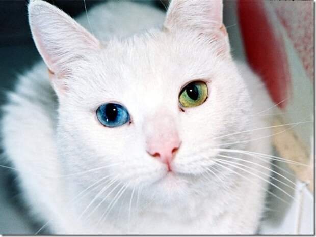 Multi-colored_eyes_of_ cats_102_(funnypagenet.com)