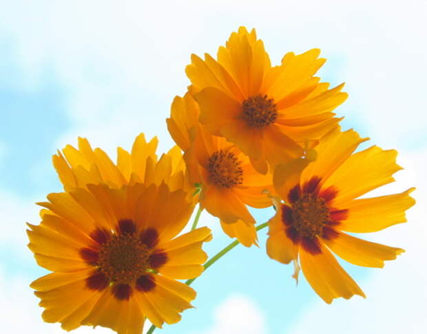 Кореопсис (Coreopsis)