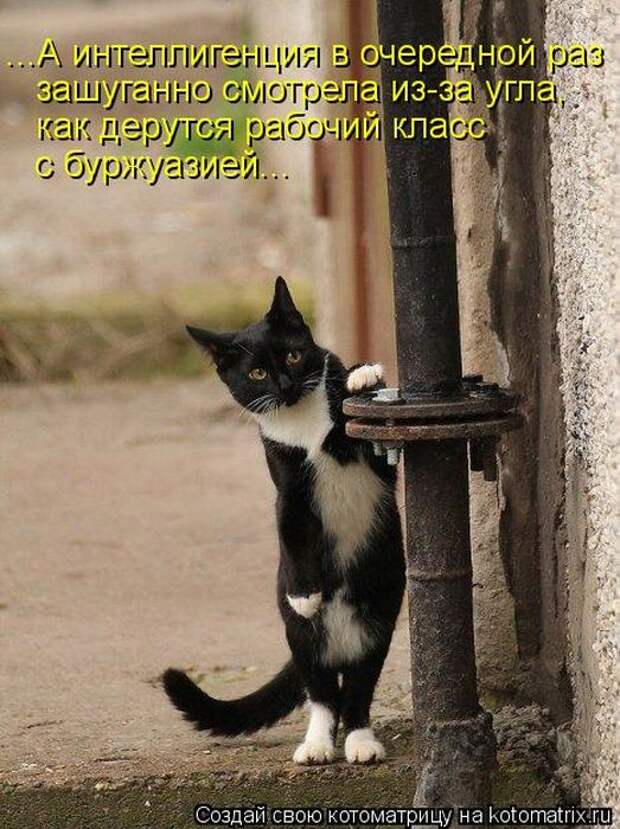 Котоматрица №33