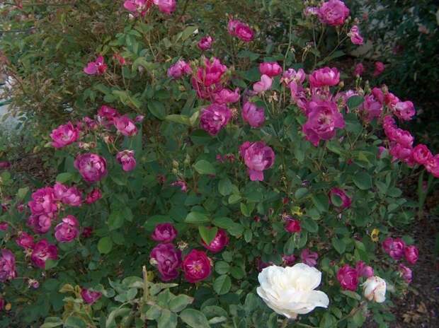 Сорт «Мистер Блуберд»