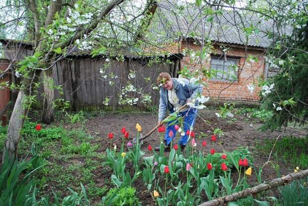 Особенности посадки тюльпанов весной