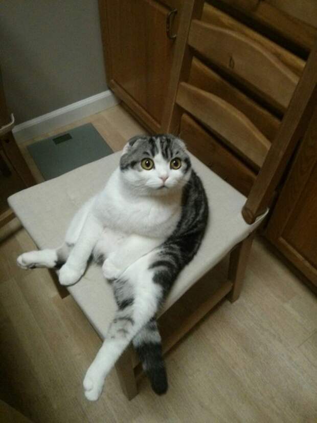 кошка на стуле
