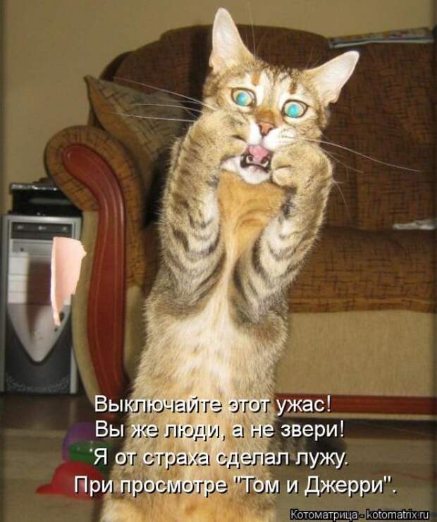 котоматрицы (50 фото)