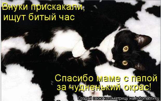 Лучшие котоматрицы недели (50 фото)