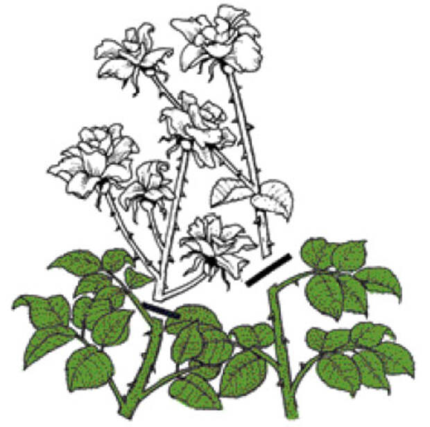 Чайно-гибридные розы. Правильно обрезанные соцветия – до сильного, ориентированного наружу побега или на почку ниже соцветия