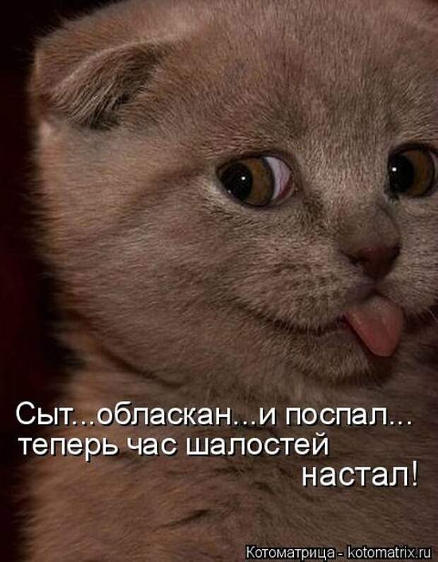 Лучшие котоматрицы недели