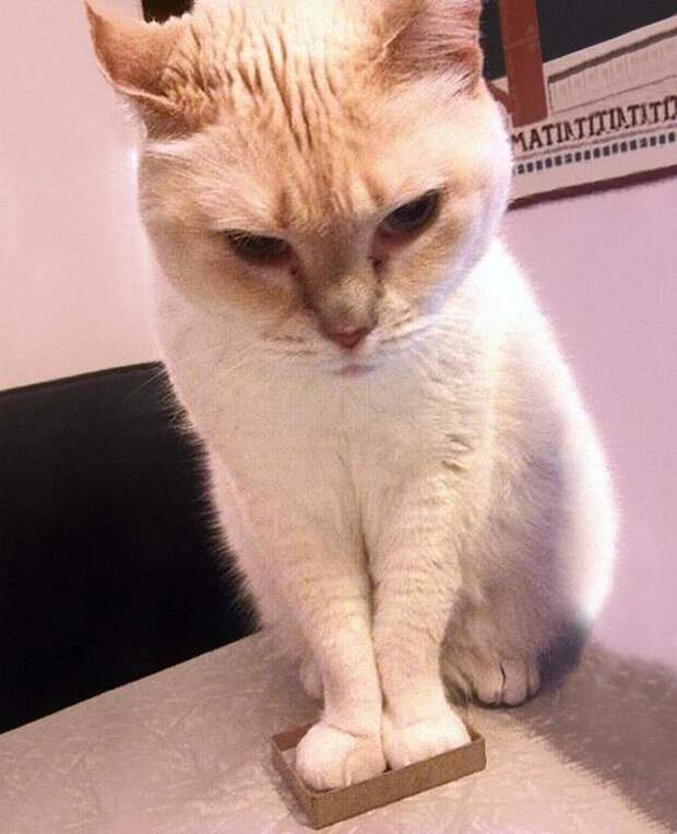 кошки в коробках 8