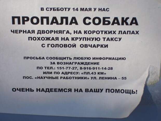 Забавные объявления о пропаже домашних животных (25 фото) 