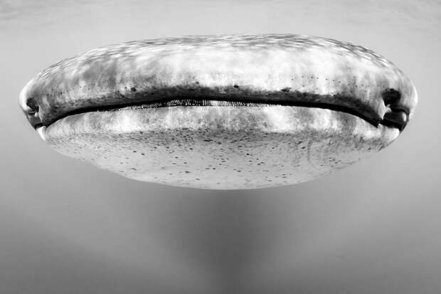31. Лицом к лицу с китовой акулой. без фотошопа, удивительные фотографии, фото