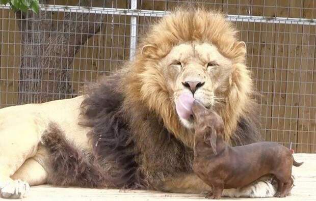 25 примеров удивительной и очень милой дружбы между животными разного вида дружба между животными разных видов