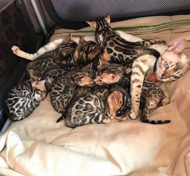 18 животных, которые согласны только на 100 % внимания от своих мам