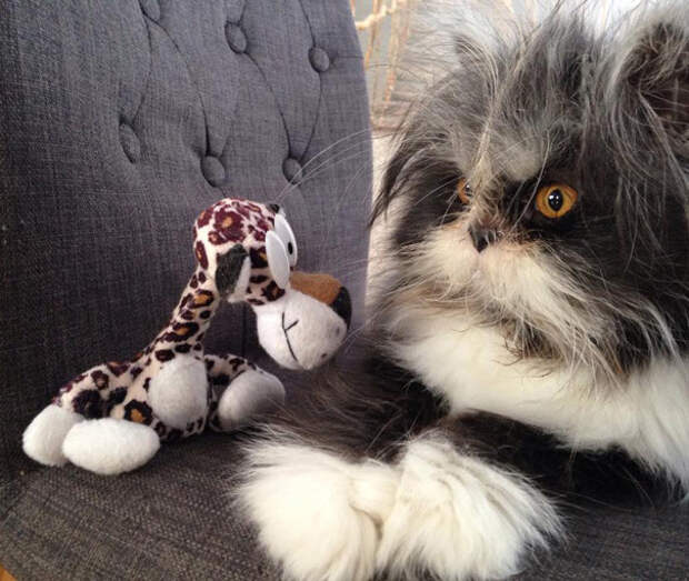 кот со страшным взглядом 