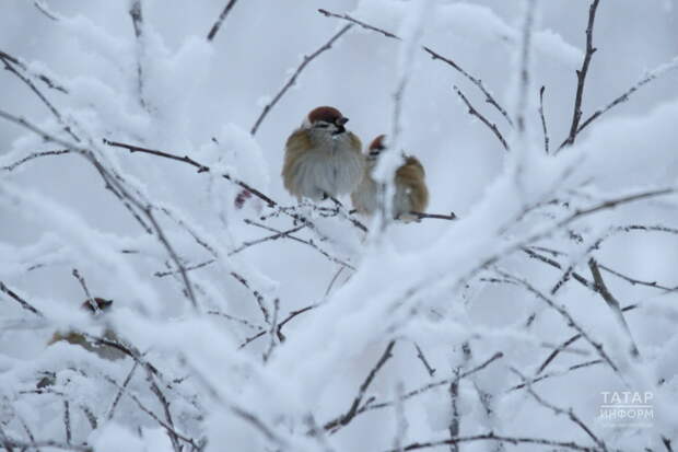 Казанлыларны кышкы орнитологик экскурсиядә катнашырга чакырдылар