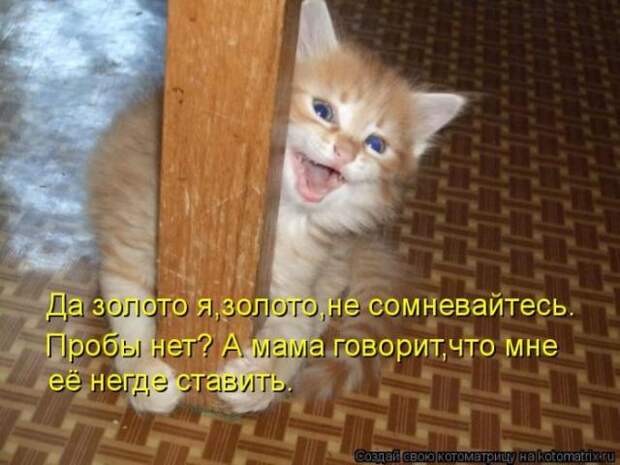 котоматрицы (50 фото)