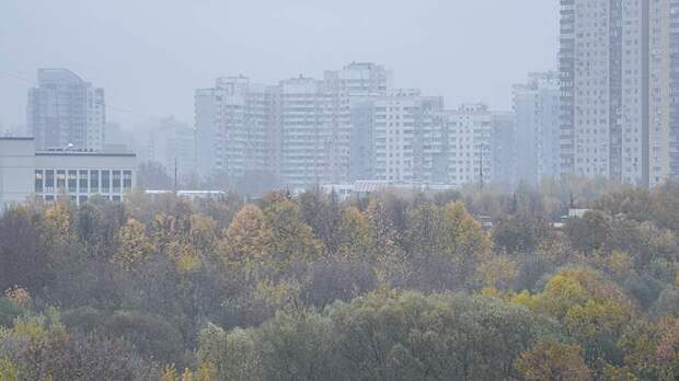В Московской области объявлен желтый уровень погодной опасности из-за тумана