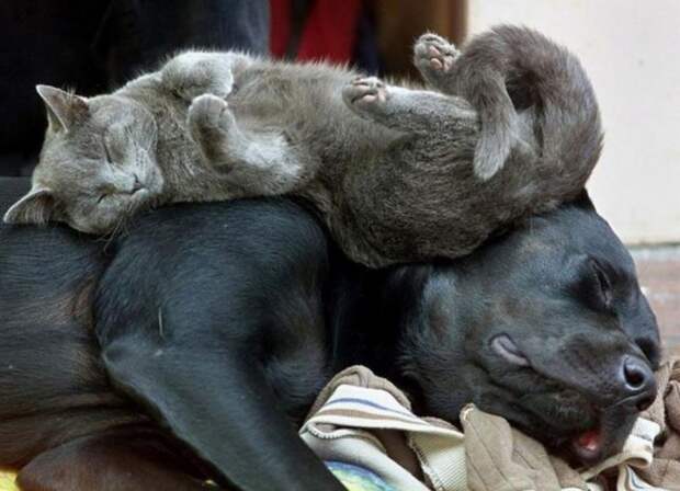 Кошка спит