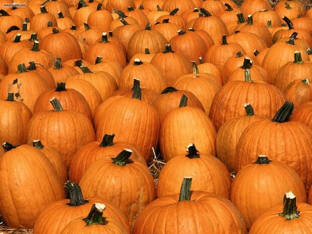 Pumpkin_Party