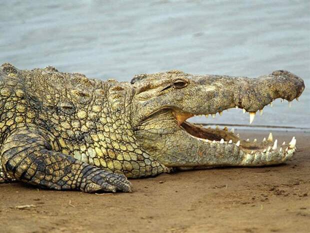 coccodrillo_600x450
