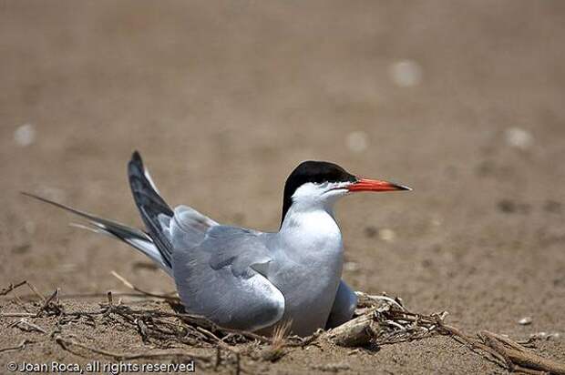 обыкновенная, или речная крачка (Sterna hirundo) , фото птицы фотография