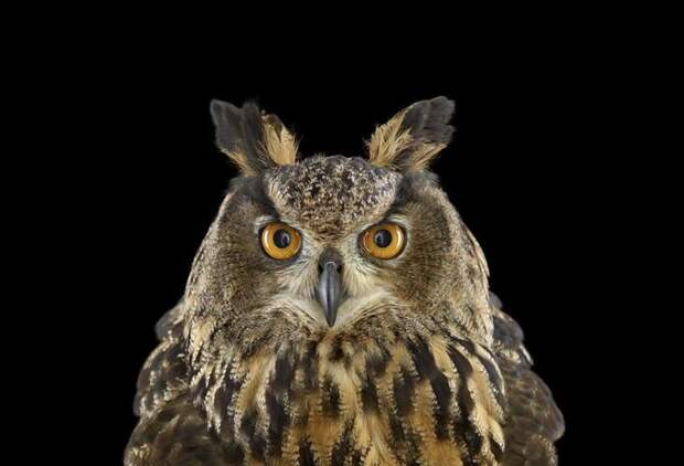 eurasianeagleowl11__880