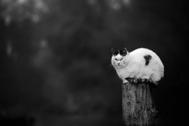 Кошки, которые сидят в неудобных местах: фотопроект Sabrina Boem Кошки, которые сидят в неудобных местах: фотопроект Sabrina Boem