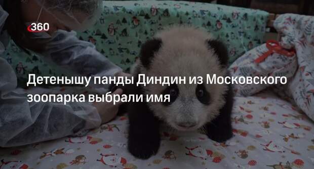Собянин: маленькую панду из Московского зоопарка назвали Катюшей