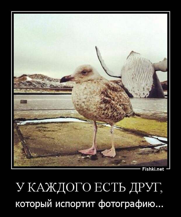 Демотиваторы демотиваторы, прикол, смех, юмор