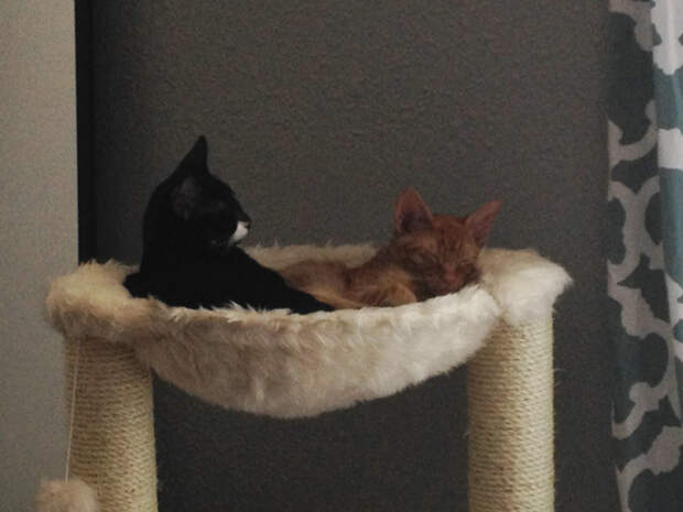 adopted-cats-sleeping-together-hammock-barnaby-stoche-14