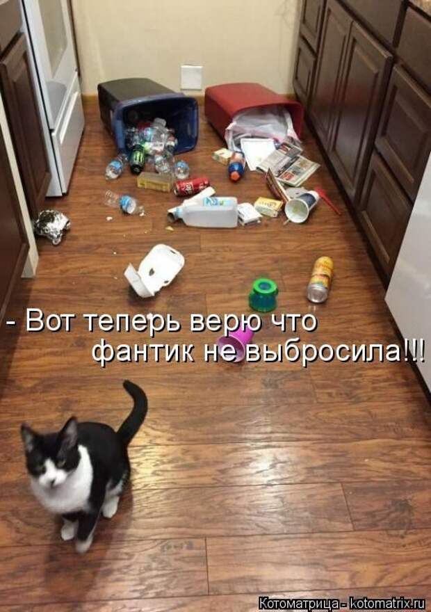 Лучшие котоматрицы недели