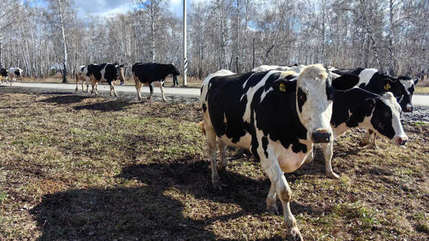 Фермеров обязали компенсировать ущерб в 140 тысяч за бой быка и коровы у авто