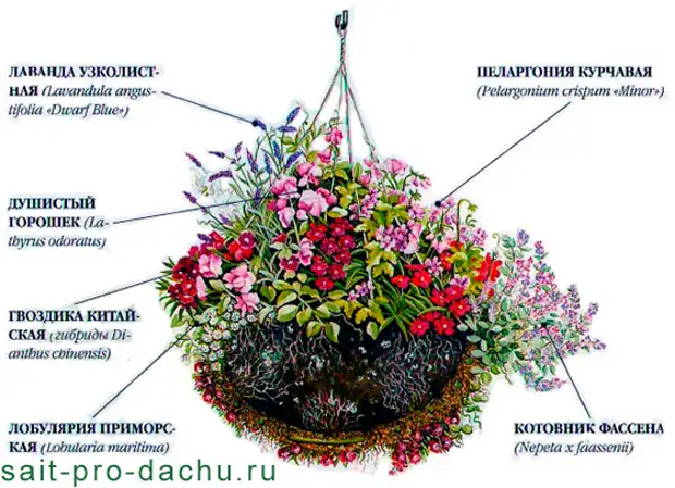 Гвоздика турецкая схема посадки