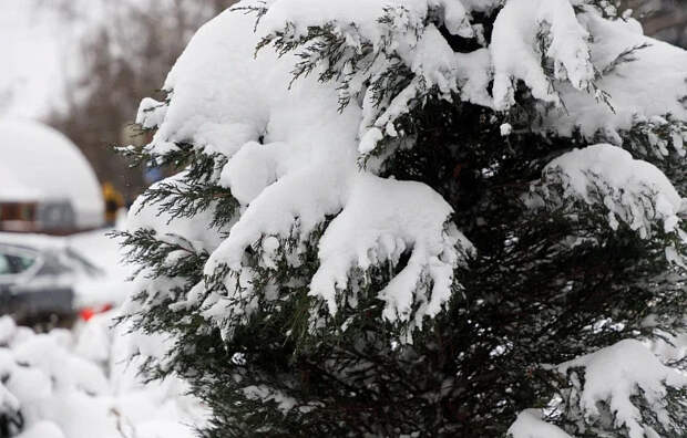 В Тульской области отмечается массовая гибель сов