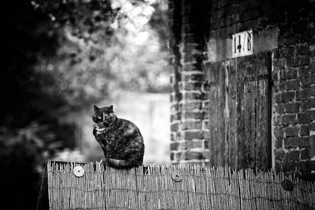 Кошки, которые сидят в неудобных местах: фотопроект Sabrina Boem Кошки, которые сидят в неудобных местах: фотопроект Sabrina Boem