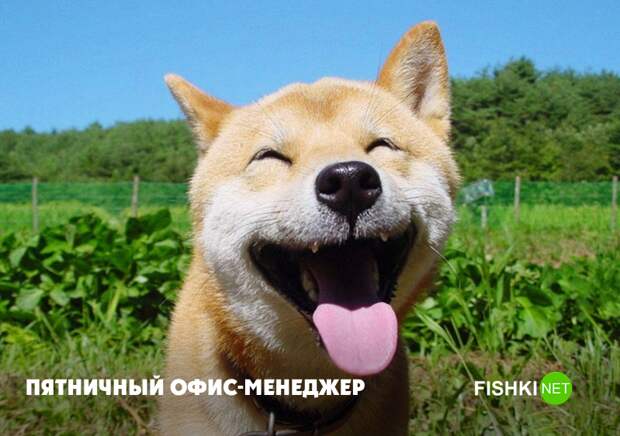 Свобода животные, юмор