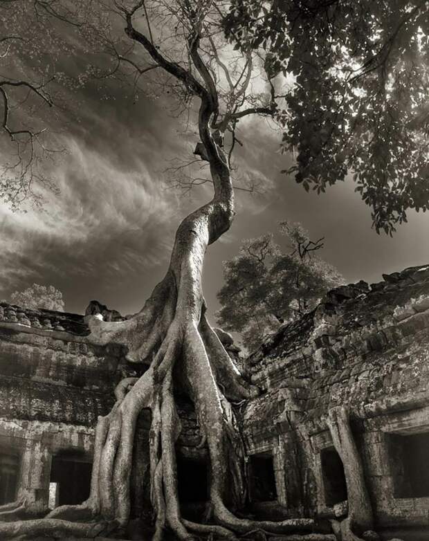 ancient-trees-beth-moon-17